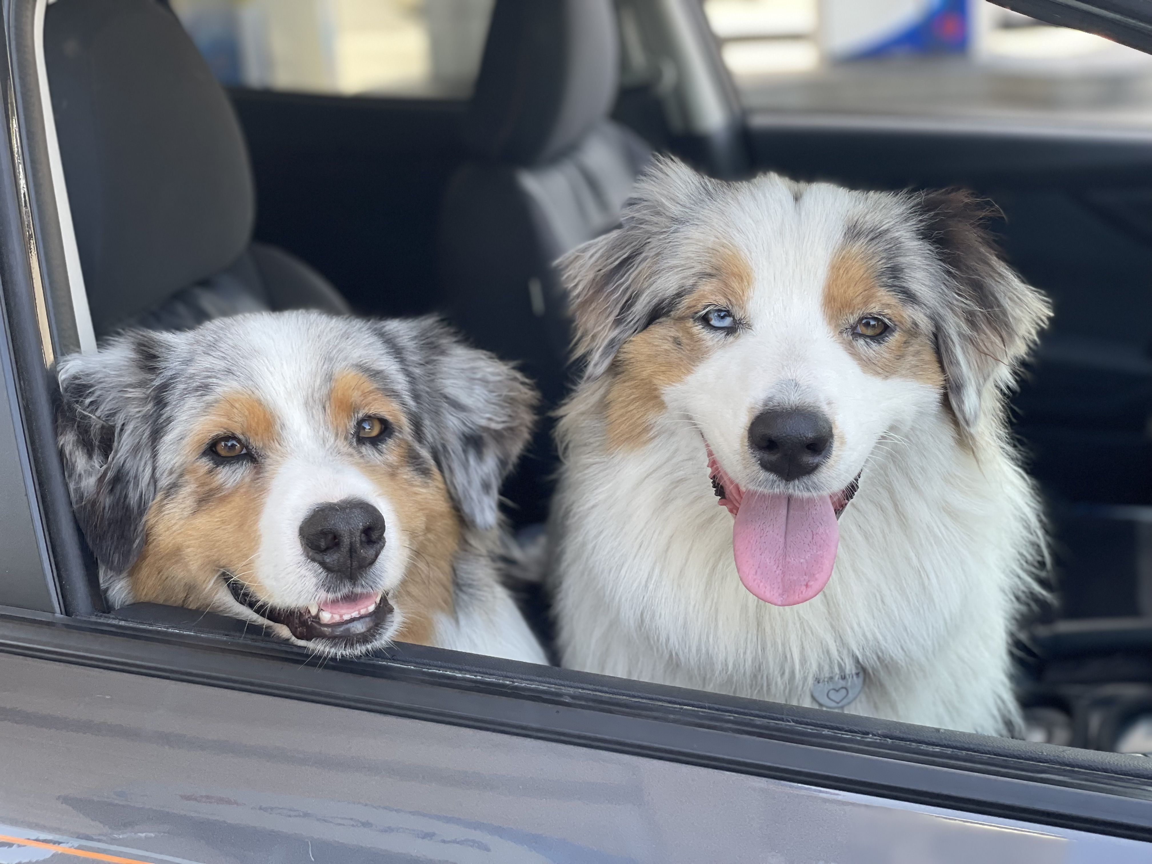 Two Australian Shepherd dogs smiling in a car window